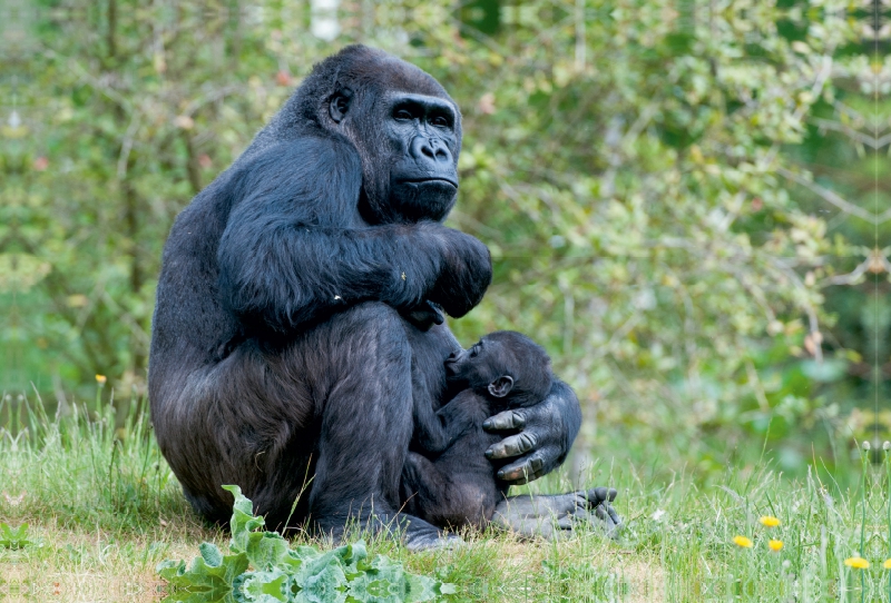 Gorilla mit Baby