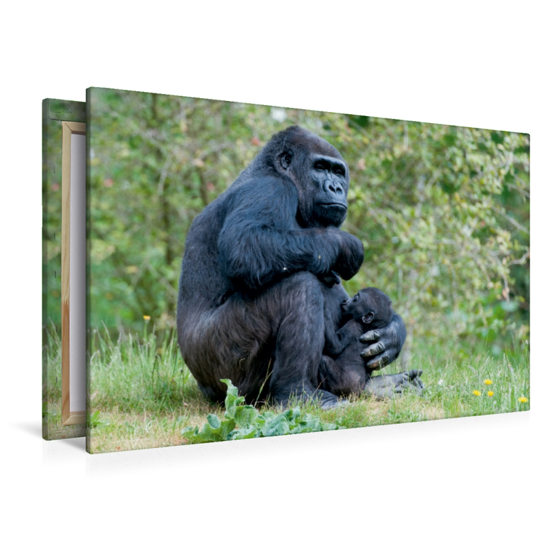 Gorilla mit Baby