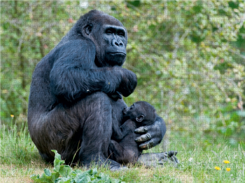 Gorilla mit Baby