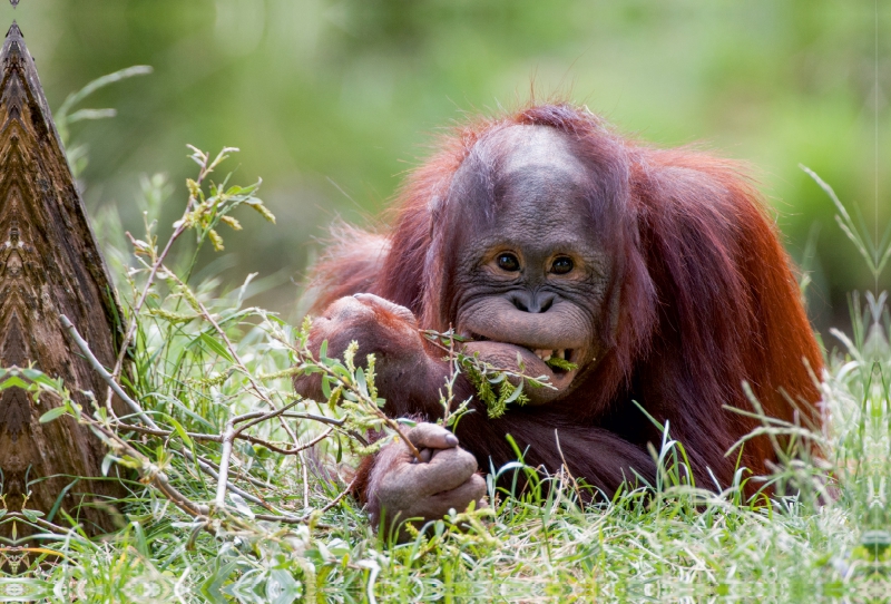 Orang Utan