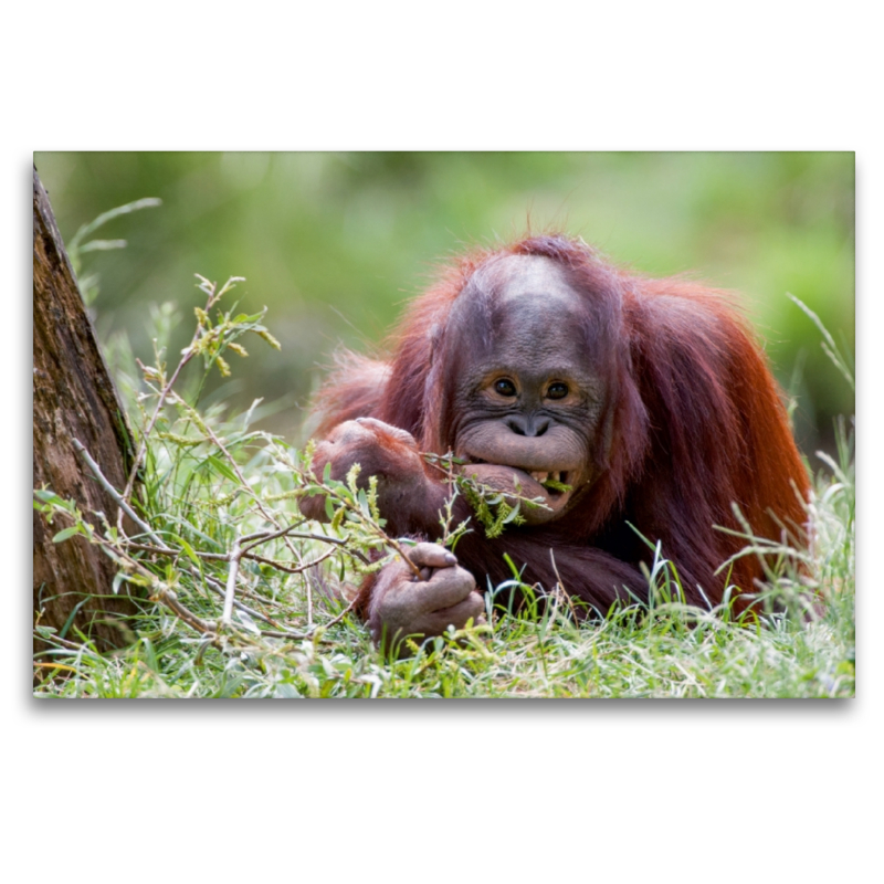 Orang Utan