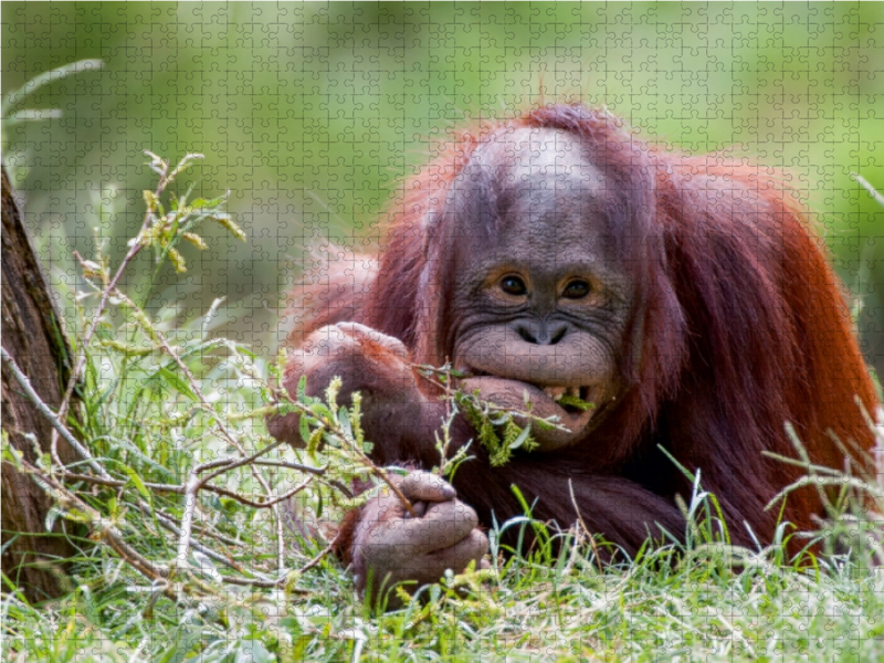 Orang Utan