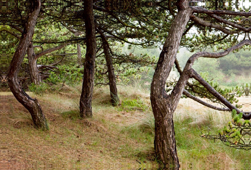 Kiefernwald am Leuchtturm