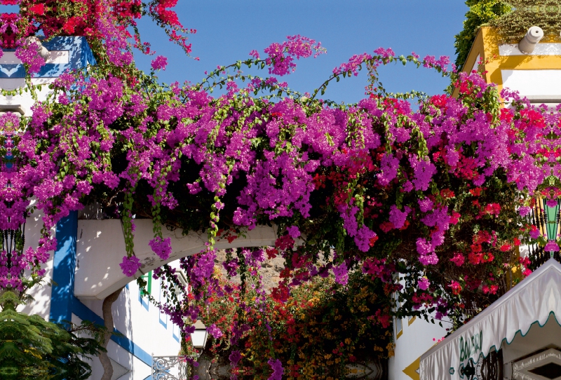 Blumenpracht in Puerto Mogan