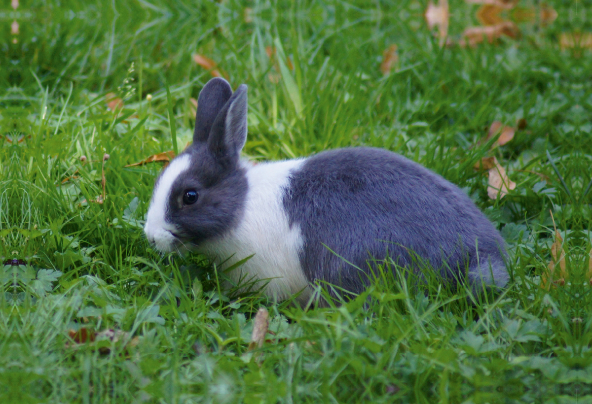 Grau weißes Kaninchen on Tour