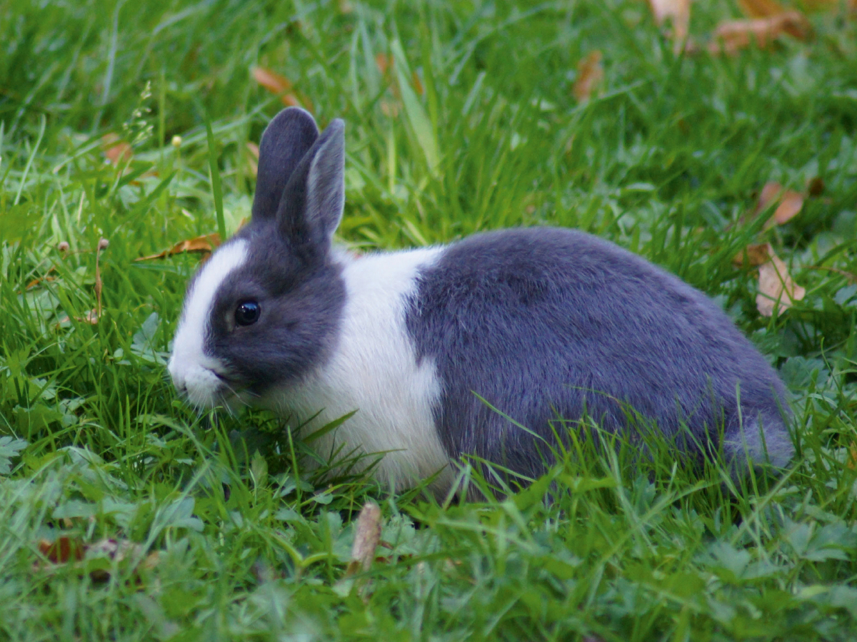 Grau weißes Kaninchen on Tour