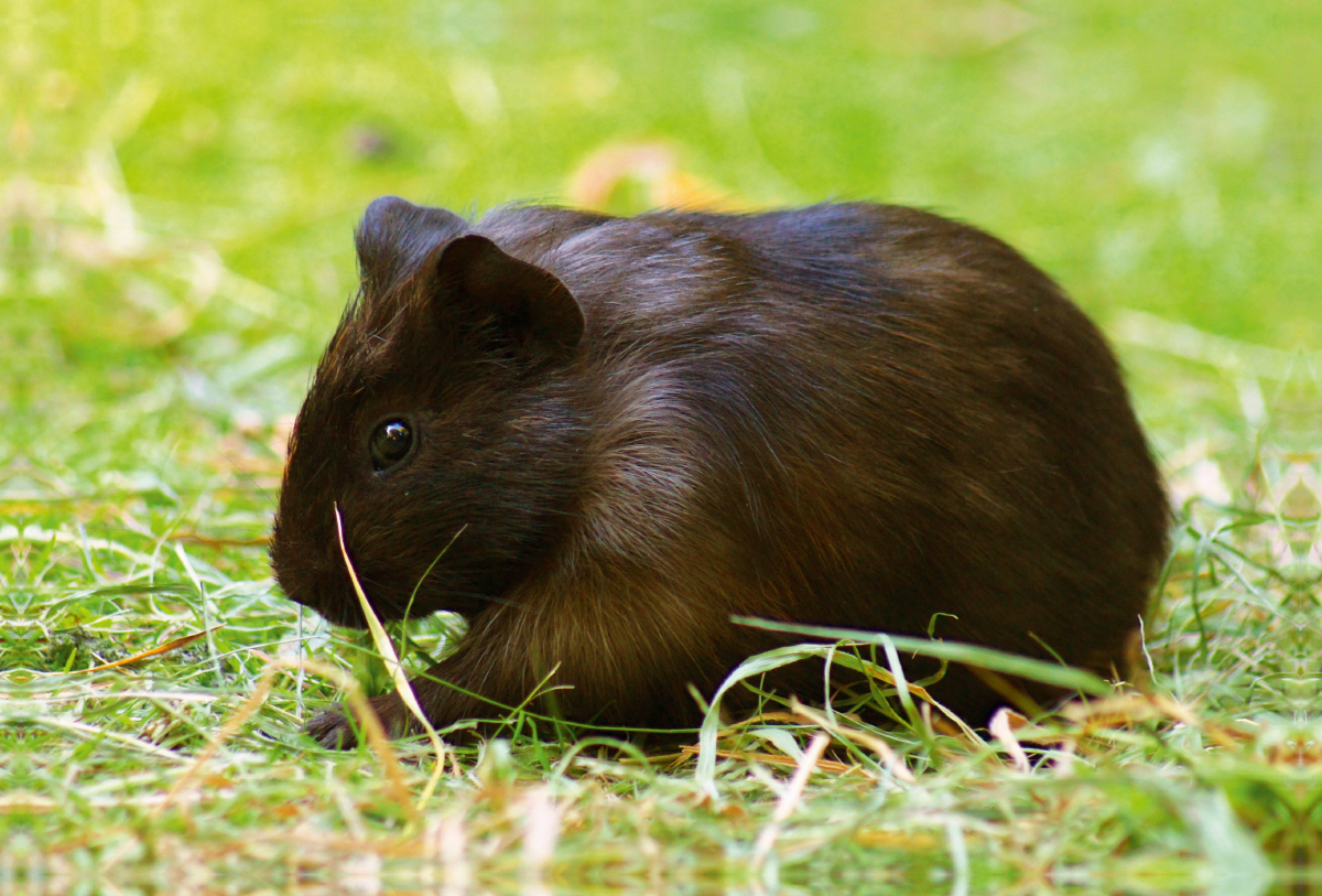 Dunkles Meerschweinchen Baby