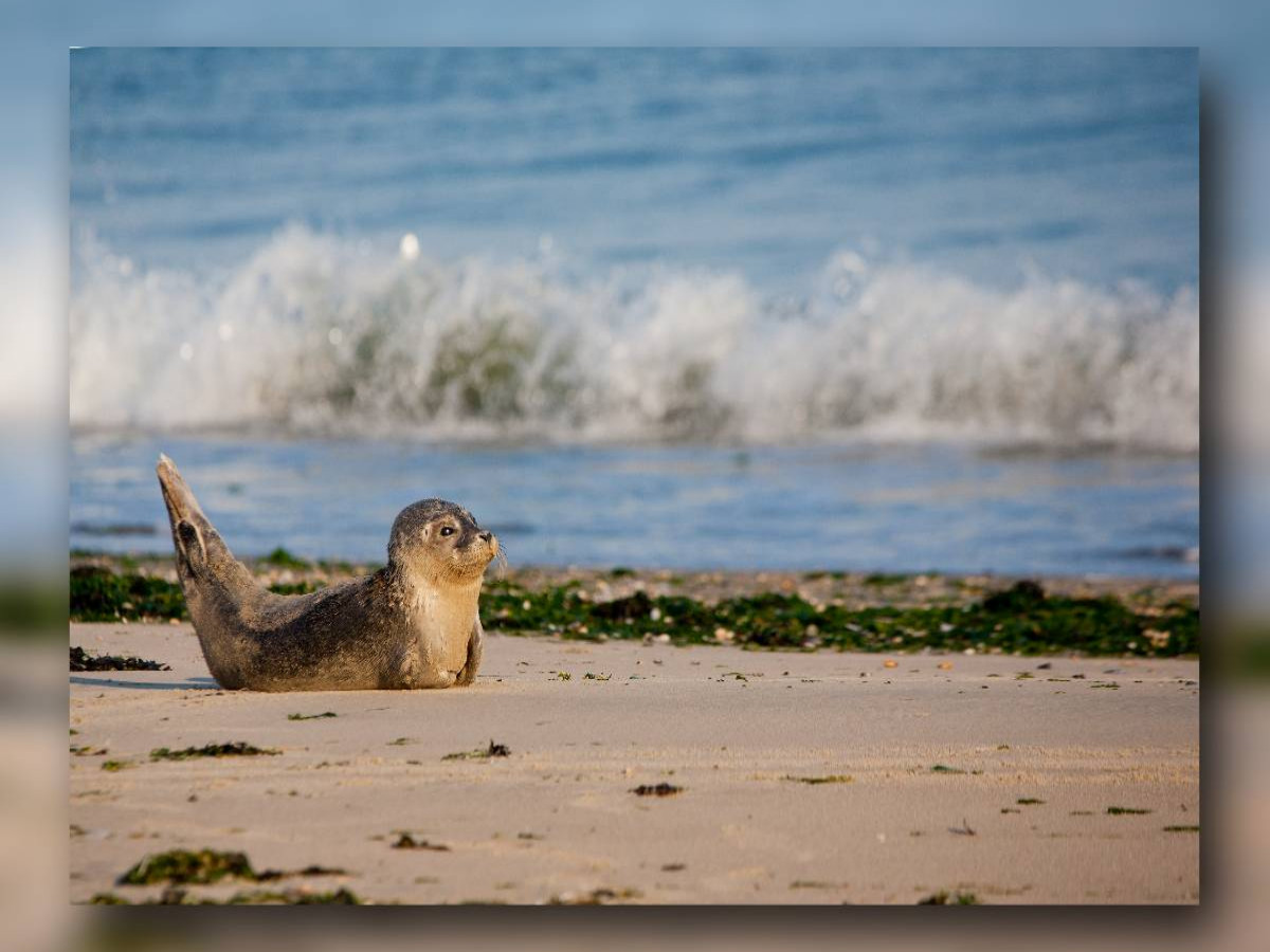 Ein Motiv aus dem Kalender Baltrum - Ein Tag am Strand