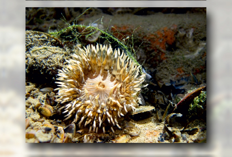 Seeanemone mit Miesmuschel und Alge