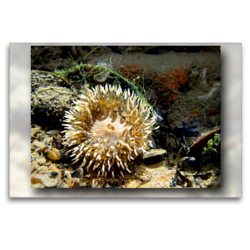 Seeanemone mit Miesmuschel und Alge