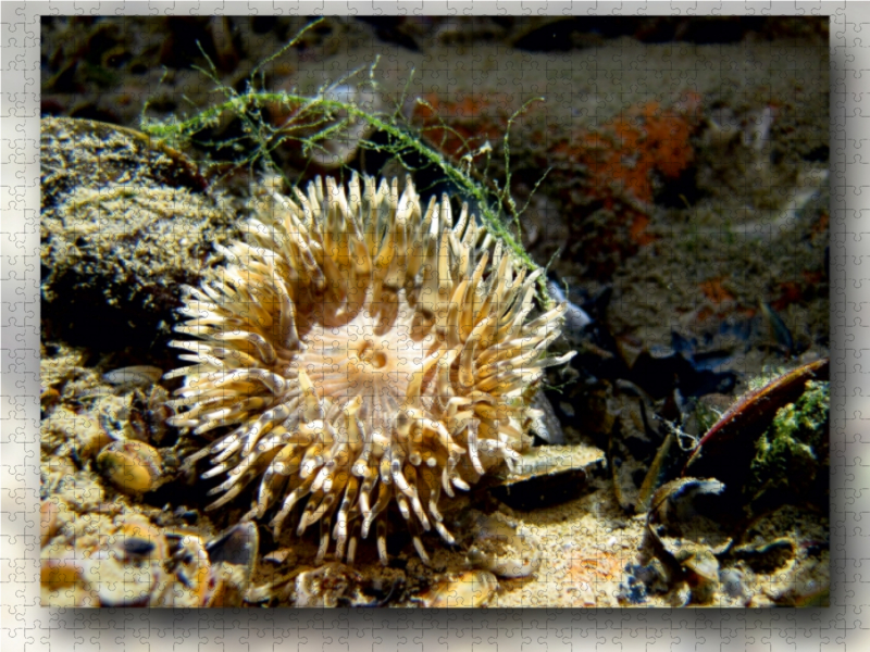 Seeanemone mit Miesmuschel und Alge