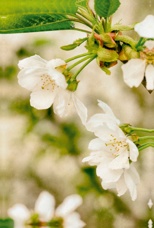 Birnenblüte