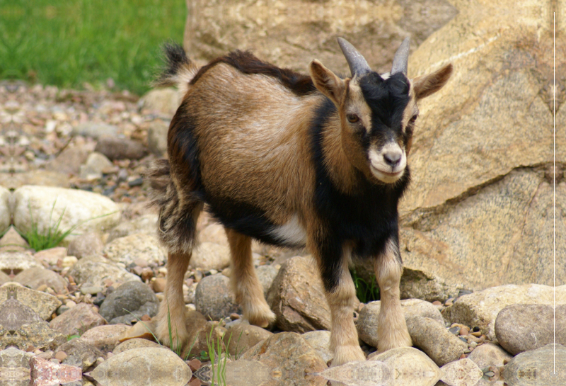 Braunes Zwergziegen Baby