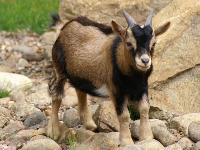 Braunes Zwergziegen Baby