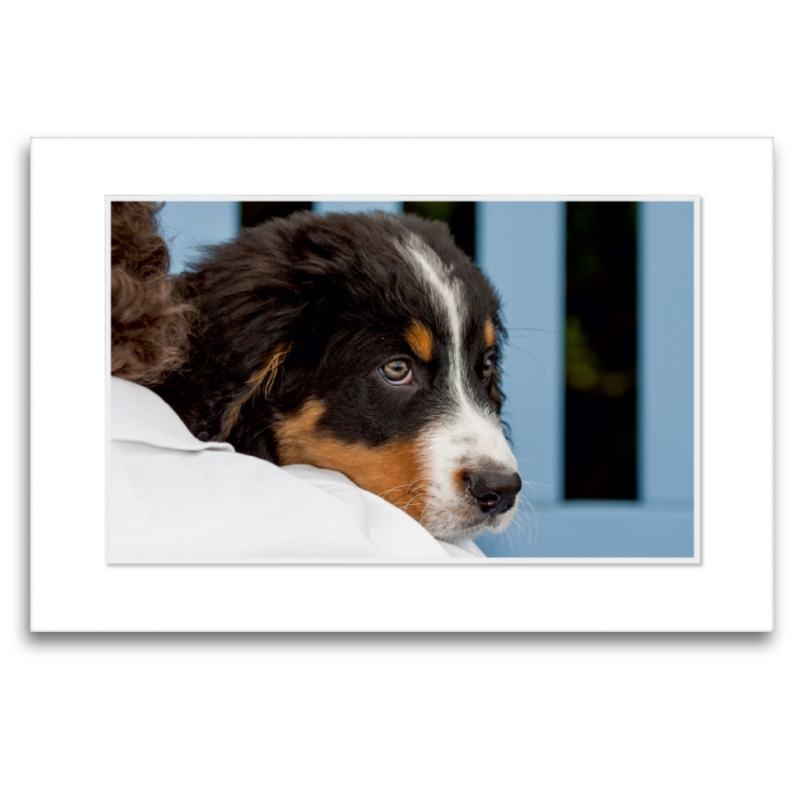 Ein Motiv aus dem Kalender Emotionale Momente: Berner Sennenhund. / CH-Version