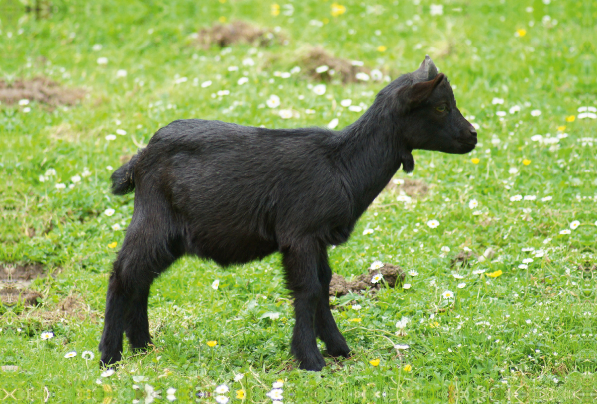 Schwarzes Zwergziegen Baby