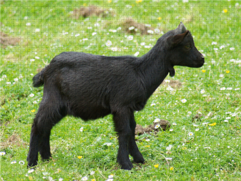 Schwarzes Zwergziegen Baby