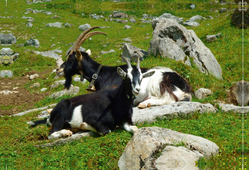 Ziegen in den Schweizer Alpen