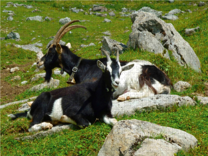 Ziegen in den Schweizer Alpen