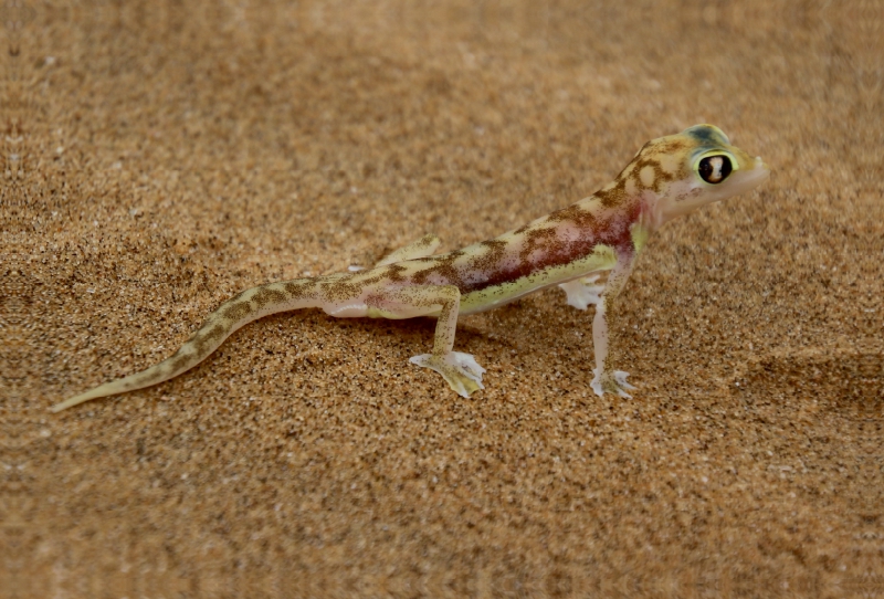 Wüstengecko