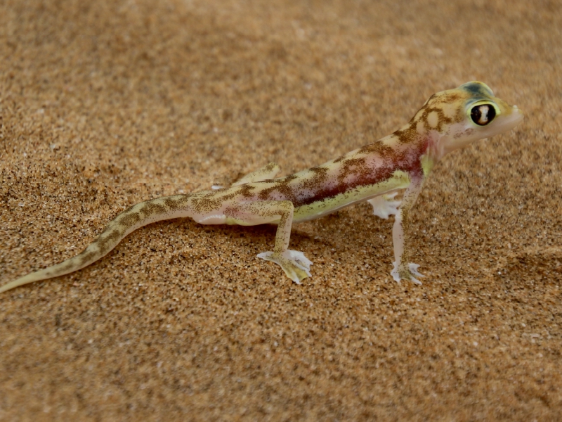 Wüstengecko