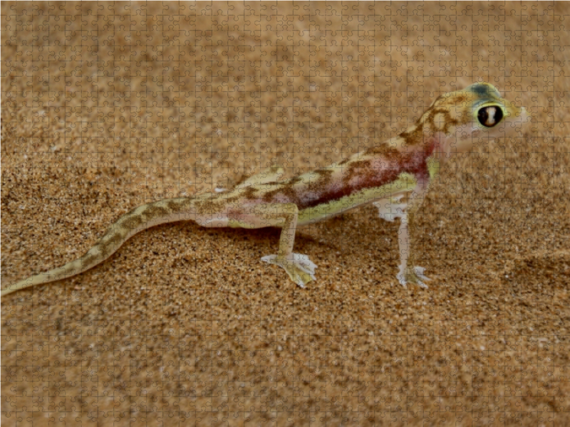 Wüstengecko