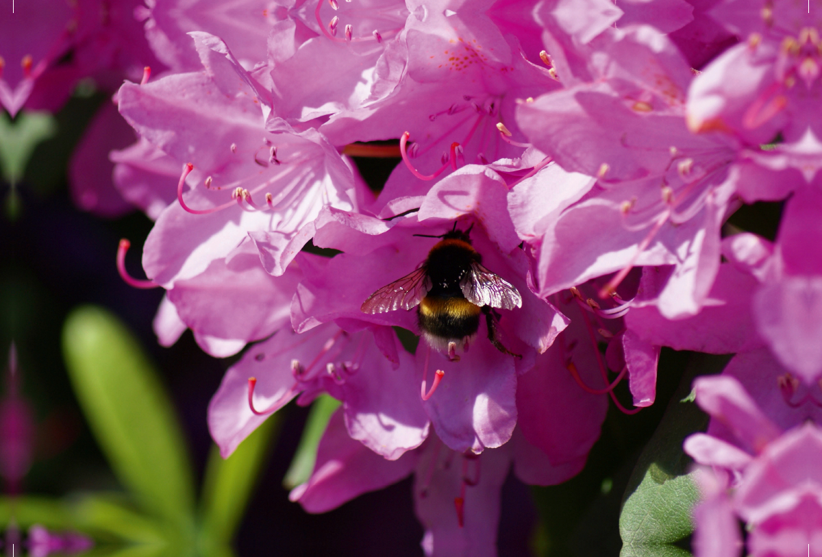 Hummel in rosa Rhododendron Blüte