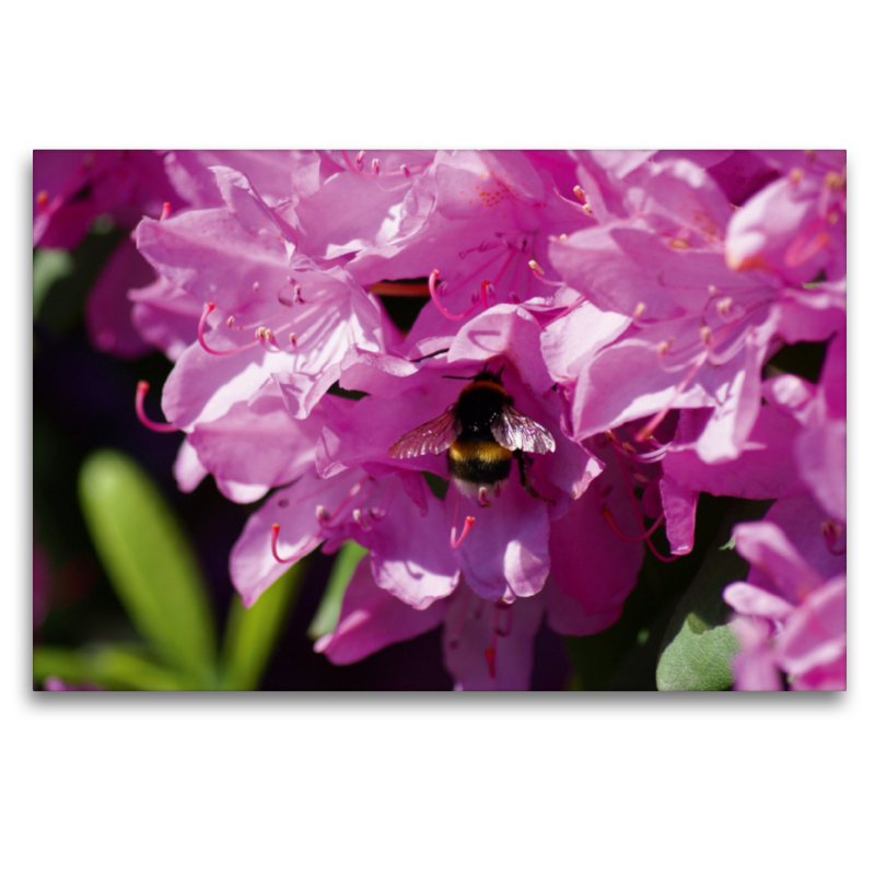 Hummel in rosa Rhododendron Blüte