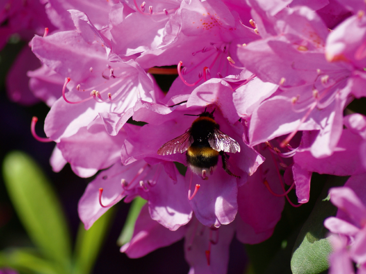 Hummel in rosa Rhododendron Blüte