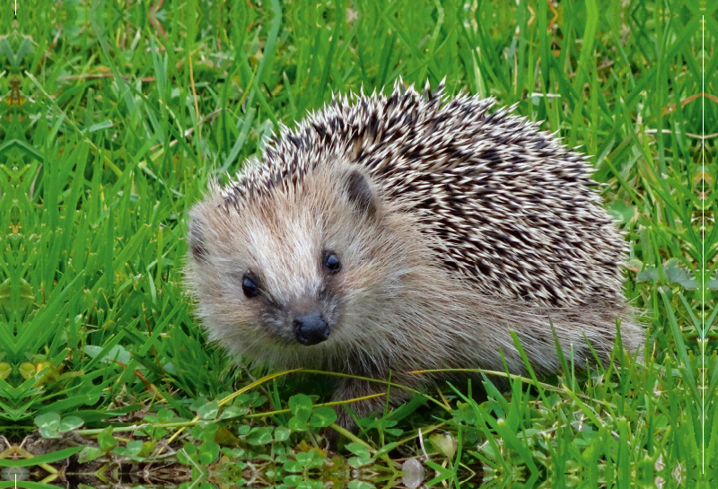 Igel