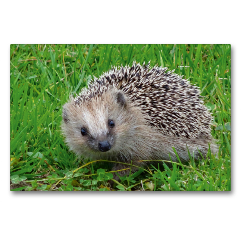 Igel