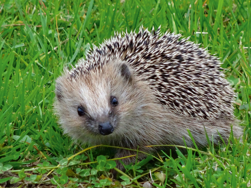 Igel