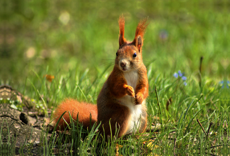 Rotes Eichhörnchen