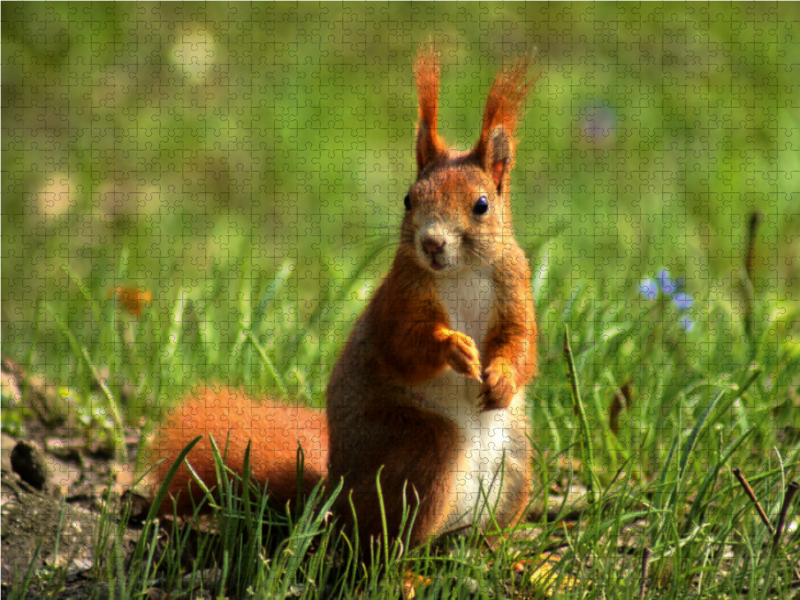 Rotes Eichhörnchen