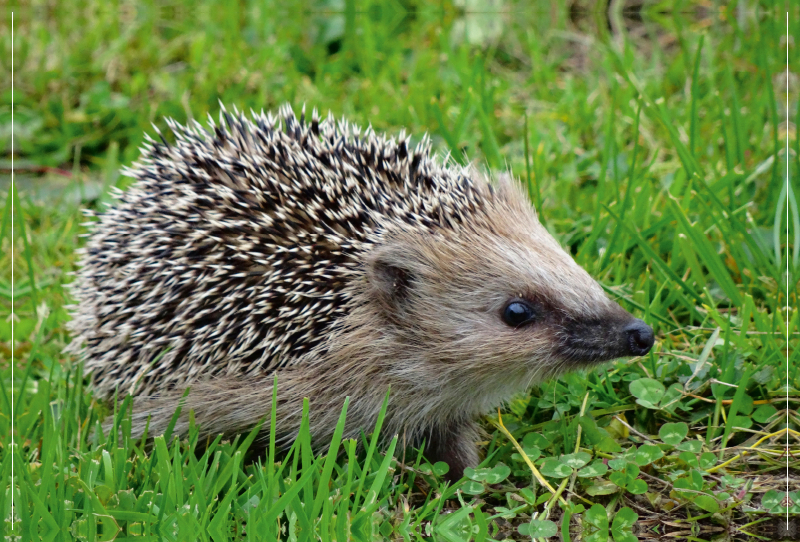 Igel auf der Wiese