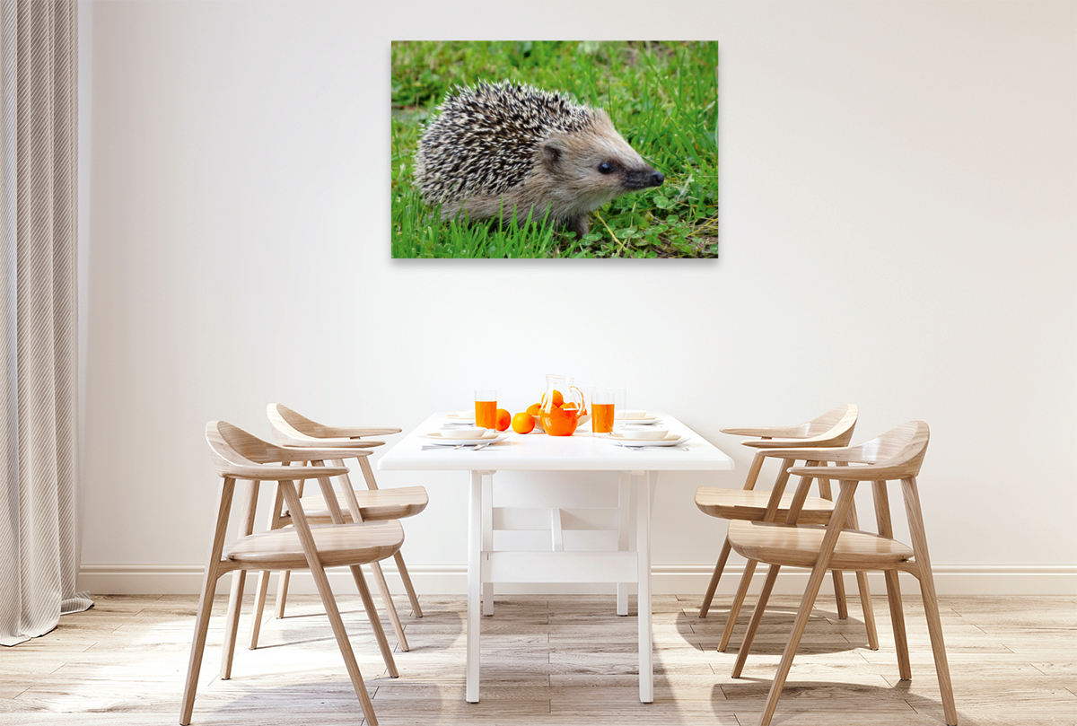 Igel auf der Wiese