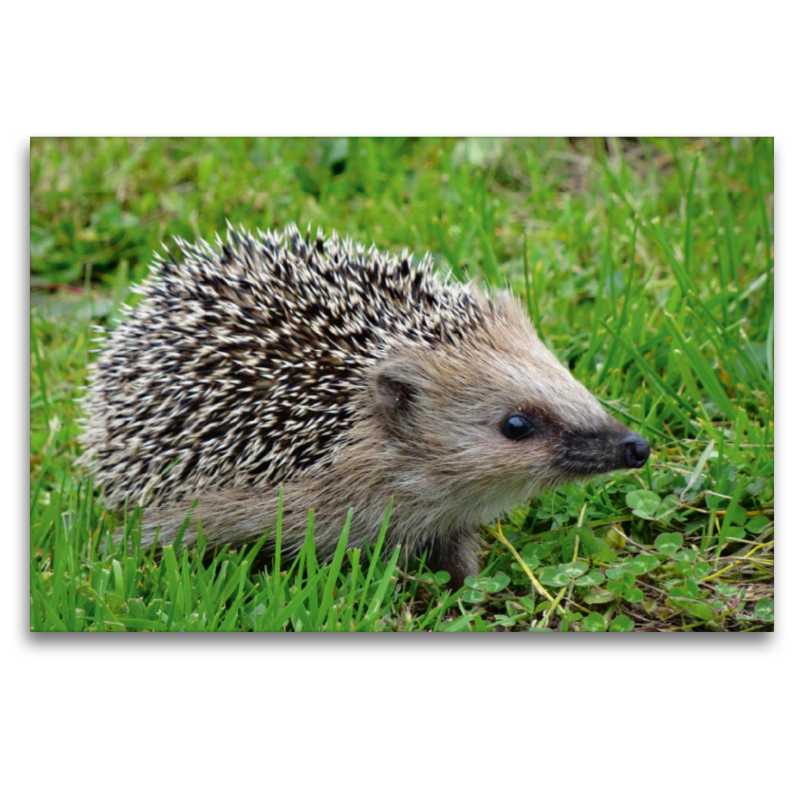 Igel auf der Wiese