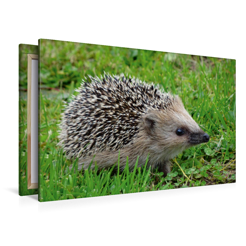 Igel auf der Wiese