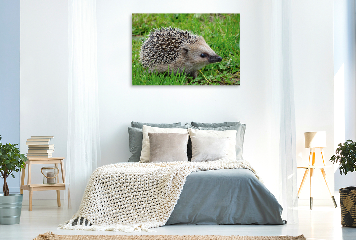 Igel auf der Wiese