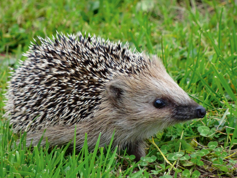 Igel auf der Wiese