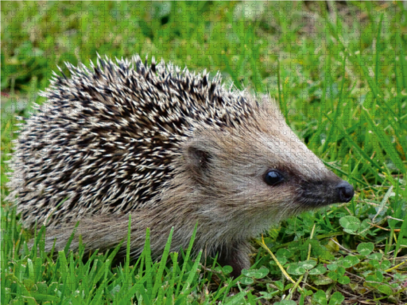 Igel auf der Wiese