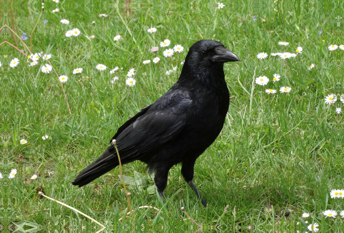 Rabe auf der Gänseblümchen Wiese