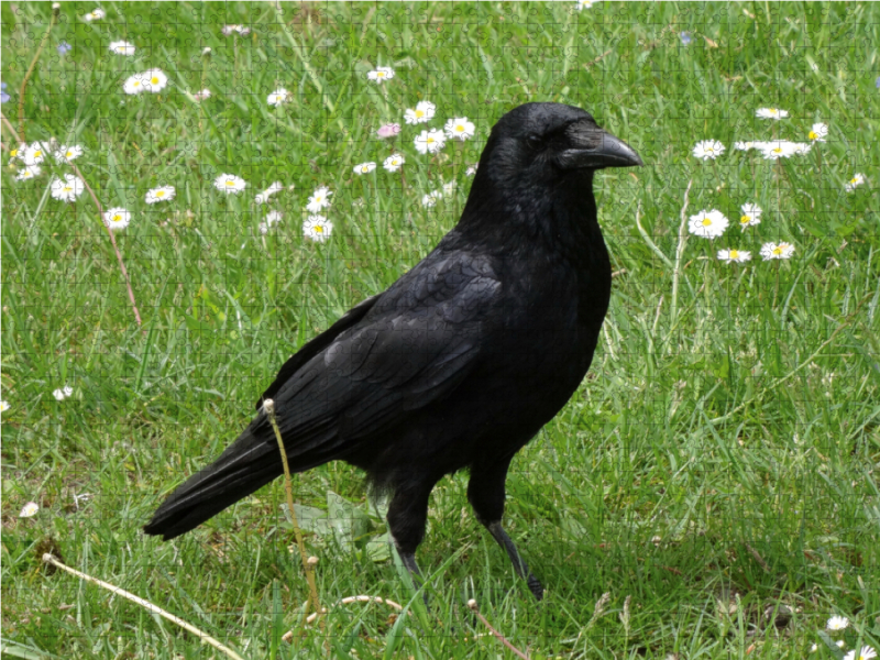 Rabe auf der Gänseblümchen Wiese