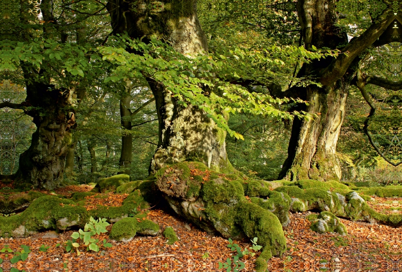 Uralte Hutebuchen im Halloh