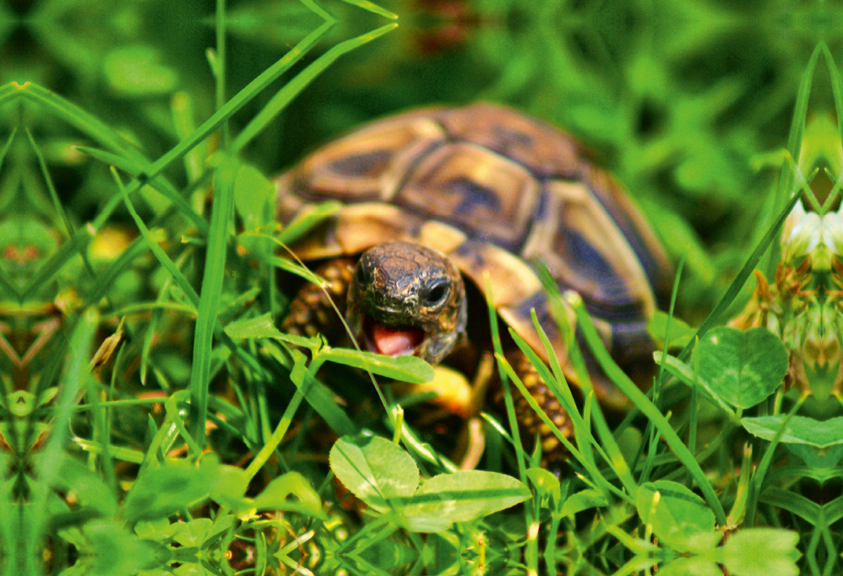 Schildkröten Dinner