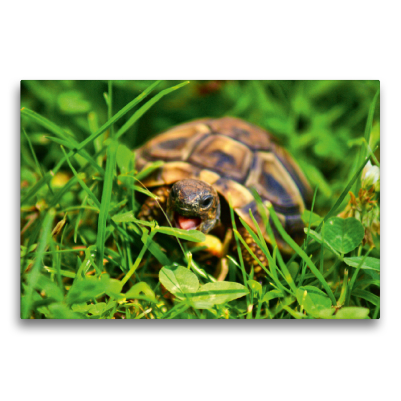 Schildkröten Dinner