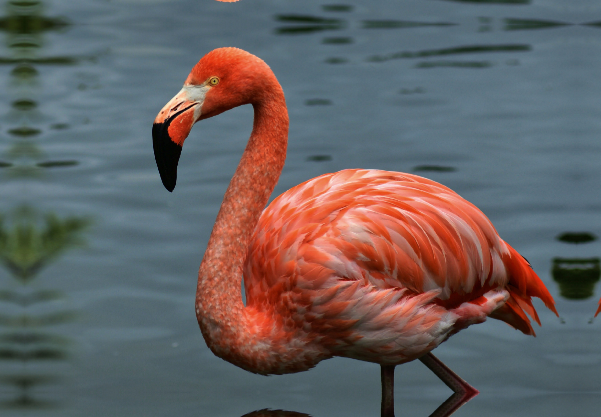 Eleganter Flamingo