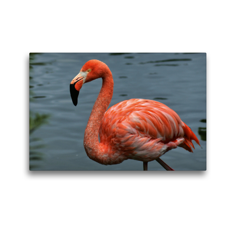 Eleganter Flamingo