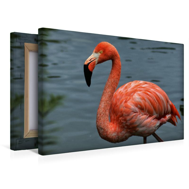 Eleganter Flamingo