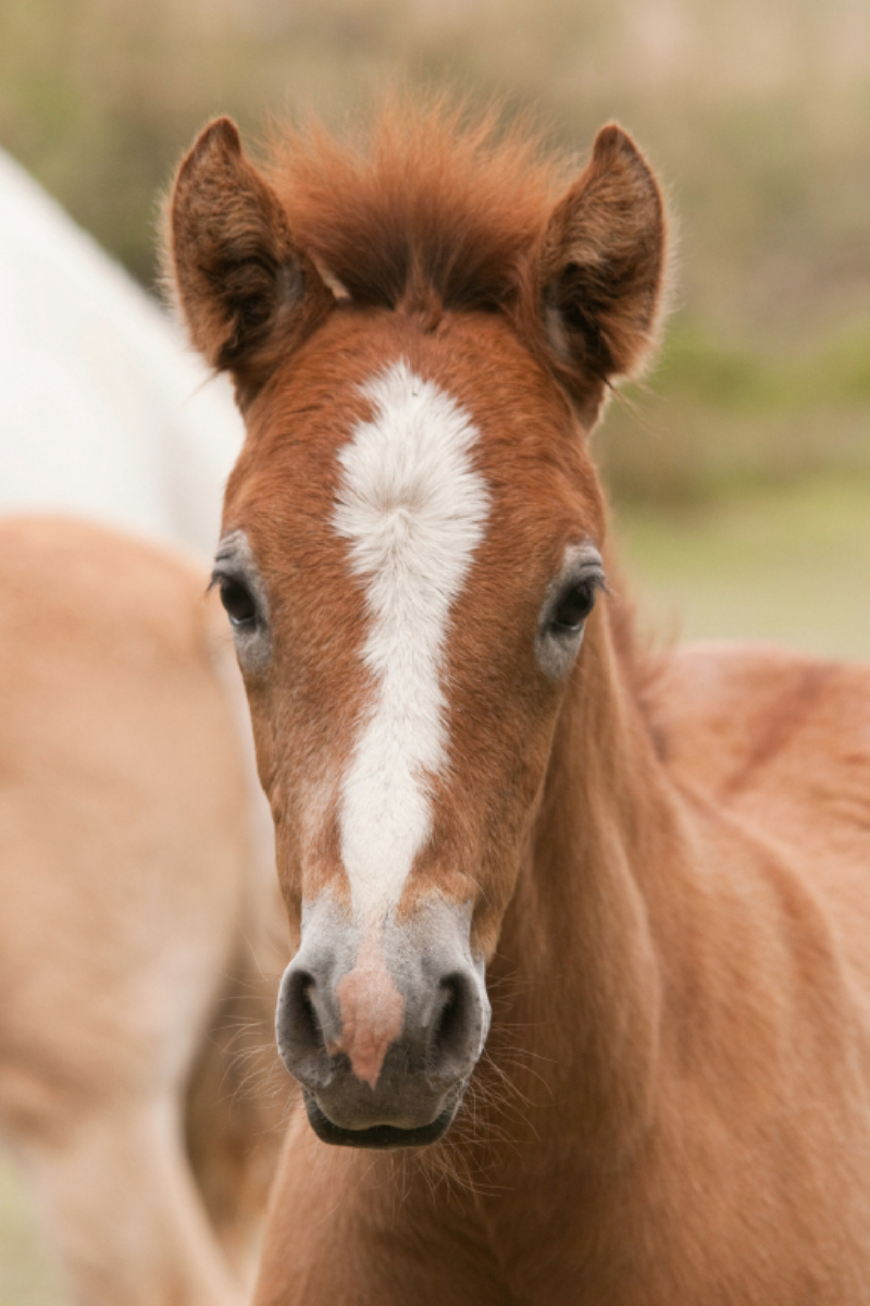 Camargue Pferd Fohlen